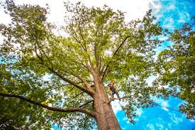 Best Palm Tree Trimming  in Melville, NY