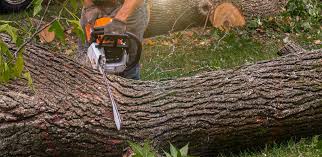 How Our Tree Care Process Works  in  Melville, NY