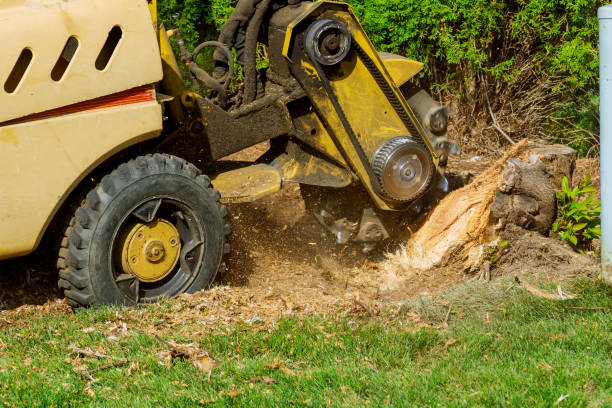 Best Lot and Land Clearing  in Melville, NY