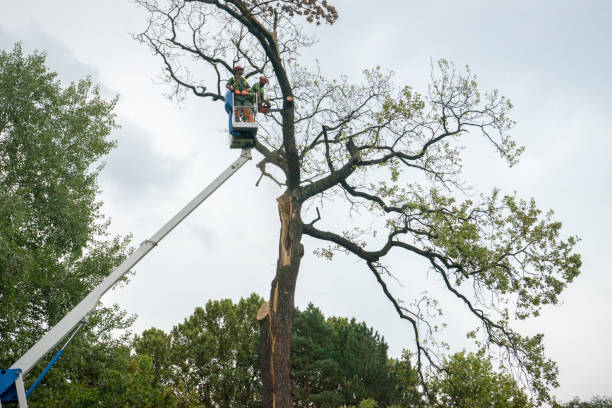 Best Stump Grinding and Removal  in Melville, NY