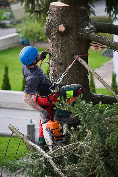 Best Tree Mulching  in Melville, NY