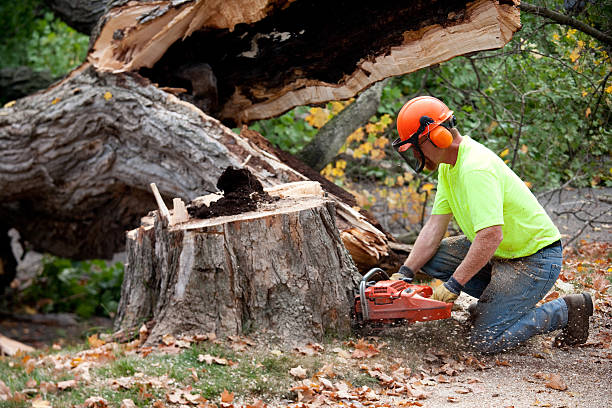 Best Tree Health Inspection  in Melville, NY