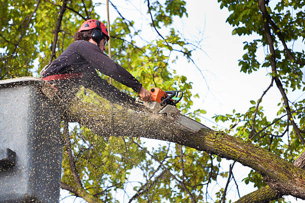 Best Tree and Shrub Care  in Melville, NY