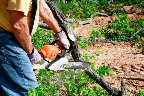 Best Tree Mulching  in Melville, NY